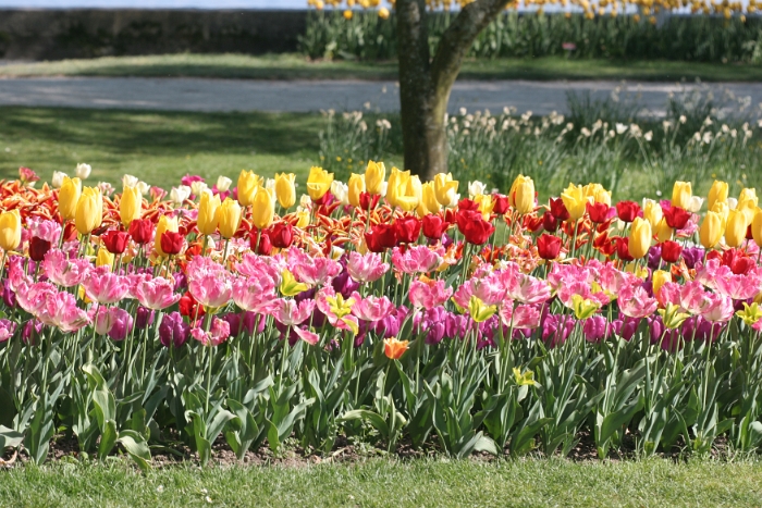 Tulipes a Morges 2007 - 095